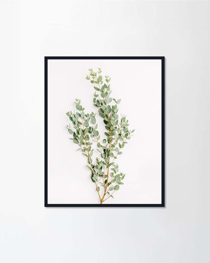 Eucalyptus Branch