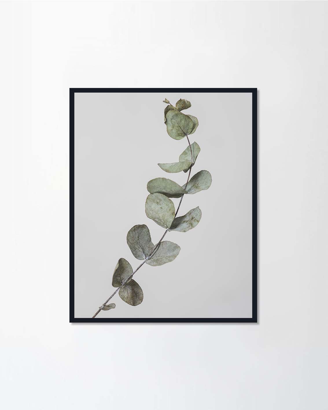 Eucalyptus Branch