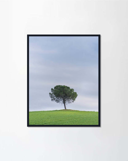 Tree on a hill