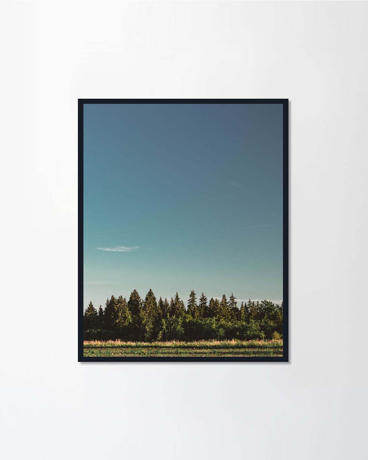 Forest with blue sky