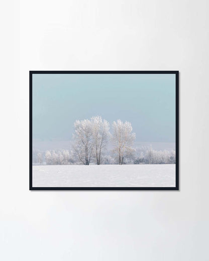 Siberian snowy