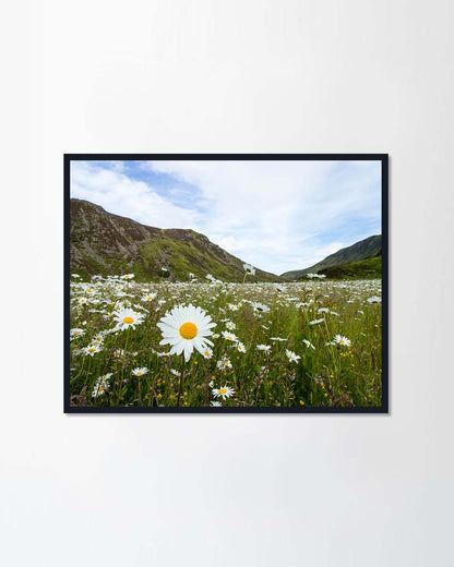 Daisies