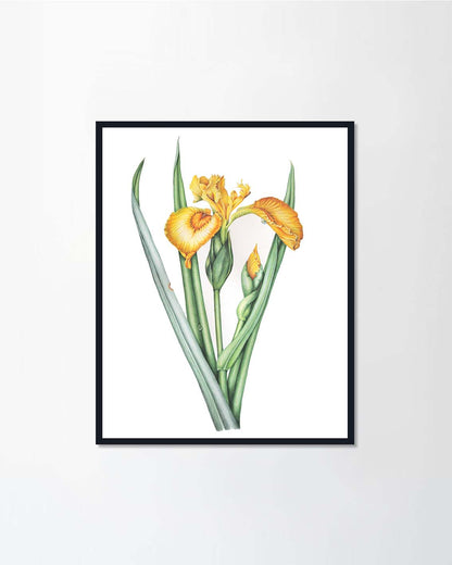 Marsh iris