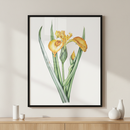 Marsh iris ภาพติดผังสไตล์ธรรมชาติ สำหรับตกแต่งบ้านและคอนโด พร้อมกรอบคุณภาพ
