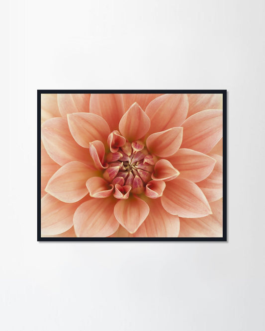 Light red Dahlia flower
