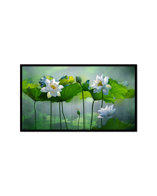 white lotus