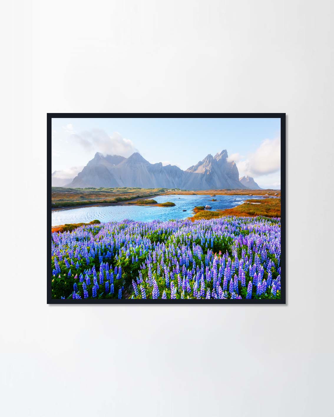 Blooming lupine flowers field