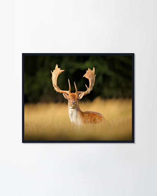 Deer in autumn forest