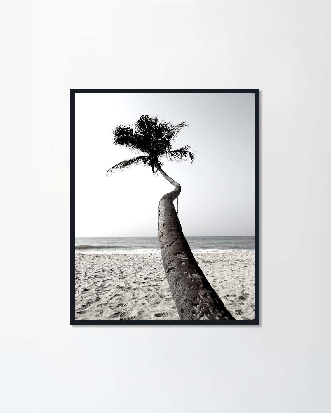 Beautiful palm in the tropical island Sri Lanka