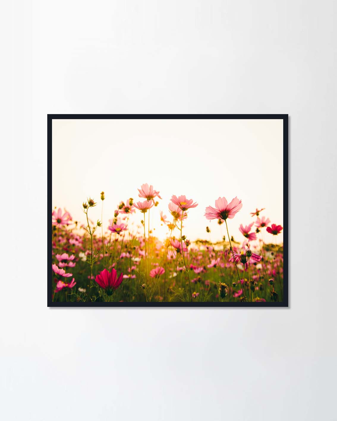 Pink and red cosmos flowers in the garden