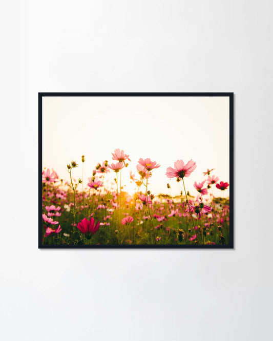 Pink and red cosmos flowers in the garden