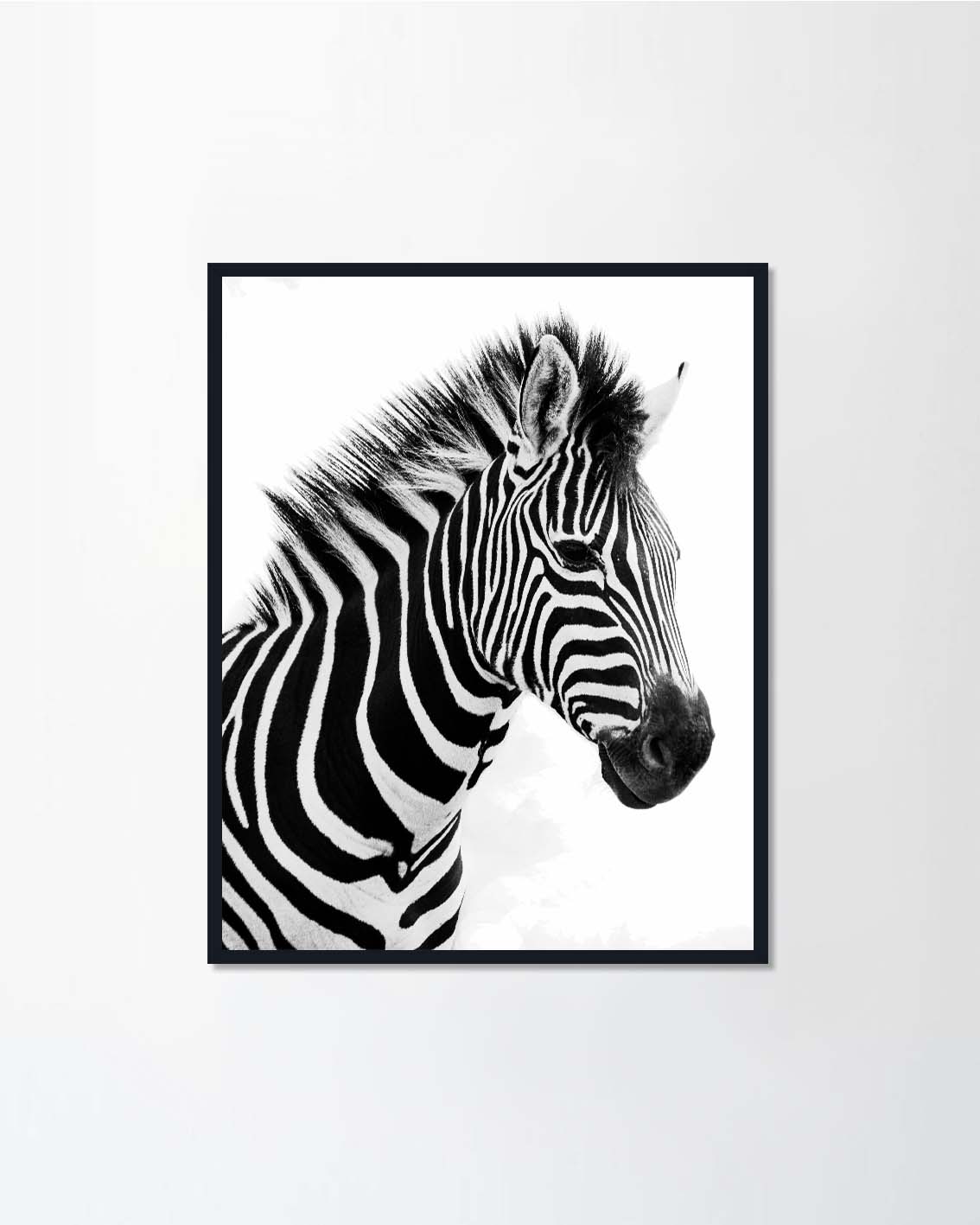 Plains Zebra head