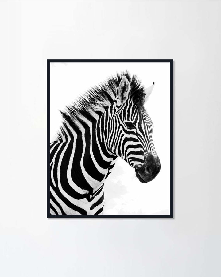 Plains Zebra head