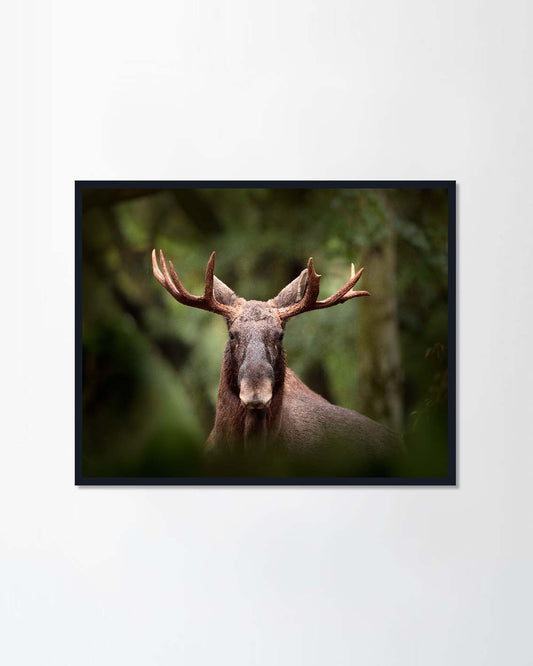 Beautiful animal in the nature habitat