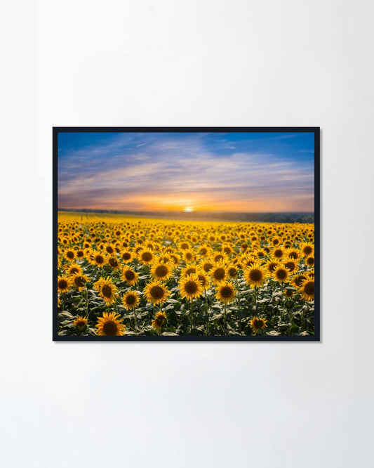 beautiful golden sunflower field at the sunset
