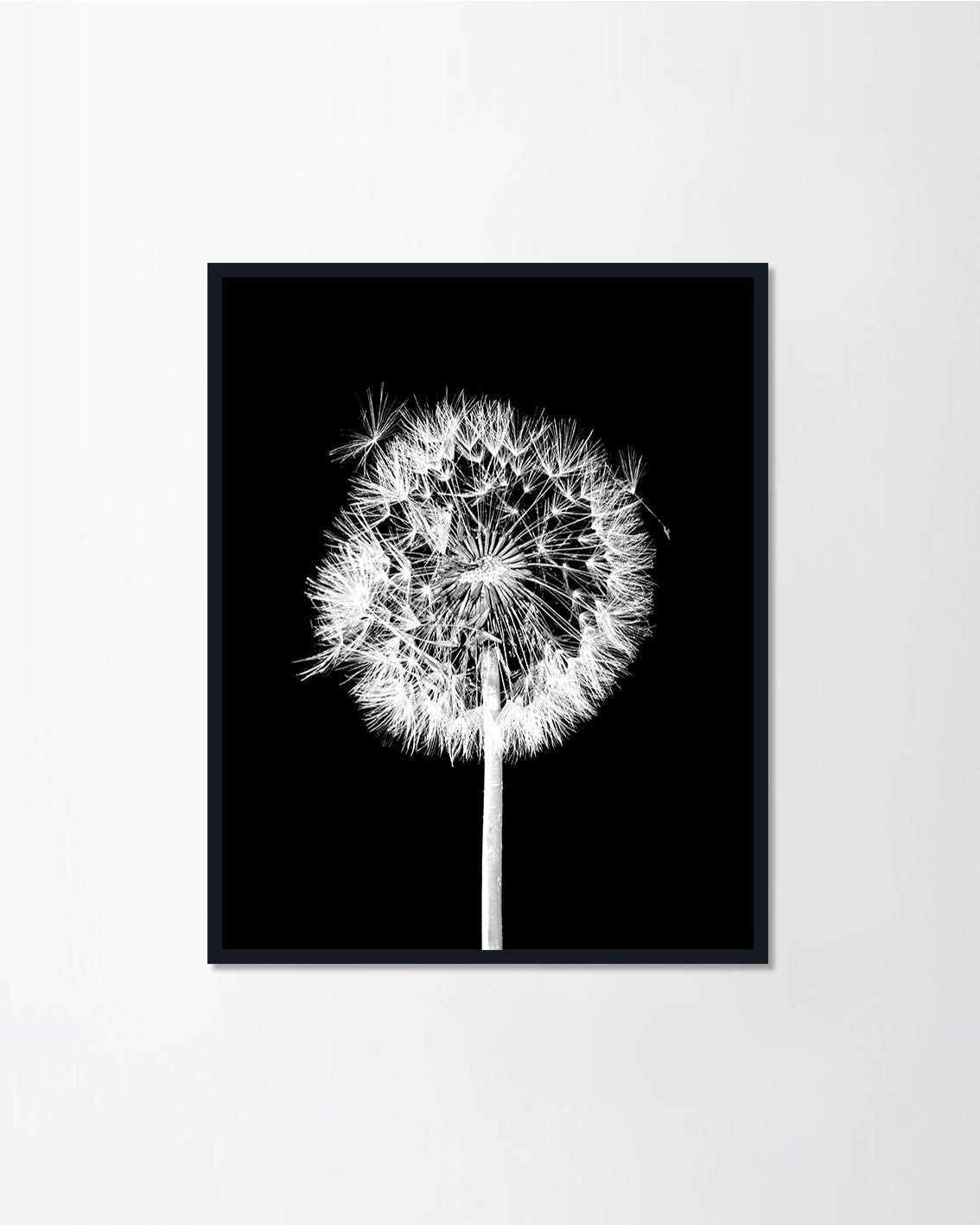 Dandelion on black
