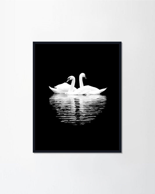 White swans