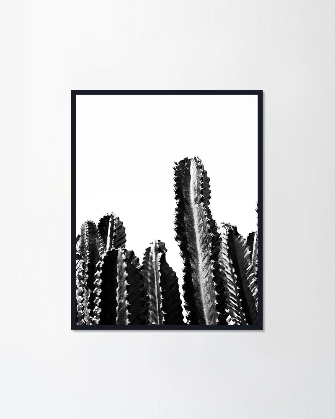 cactuses and shadow