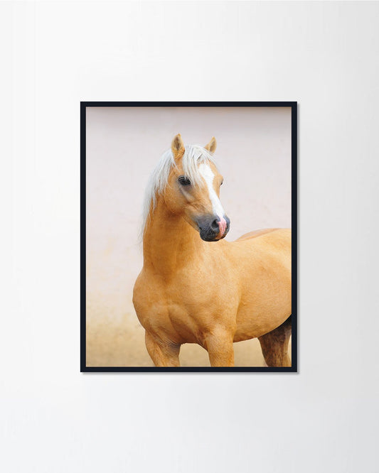 pony stallion portrait