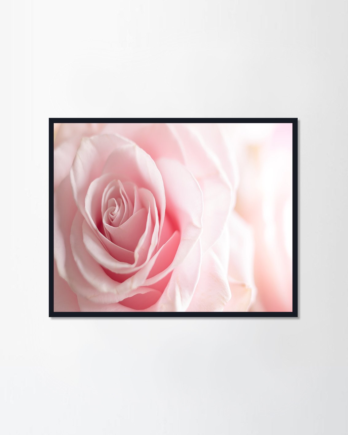 Close up of tenderness pink rose