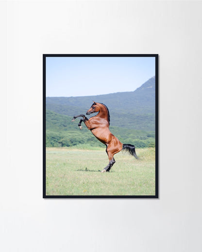 Arabian horse rearing