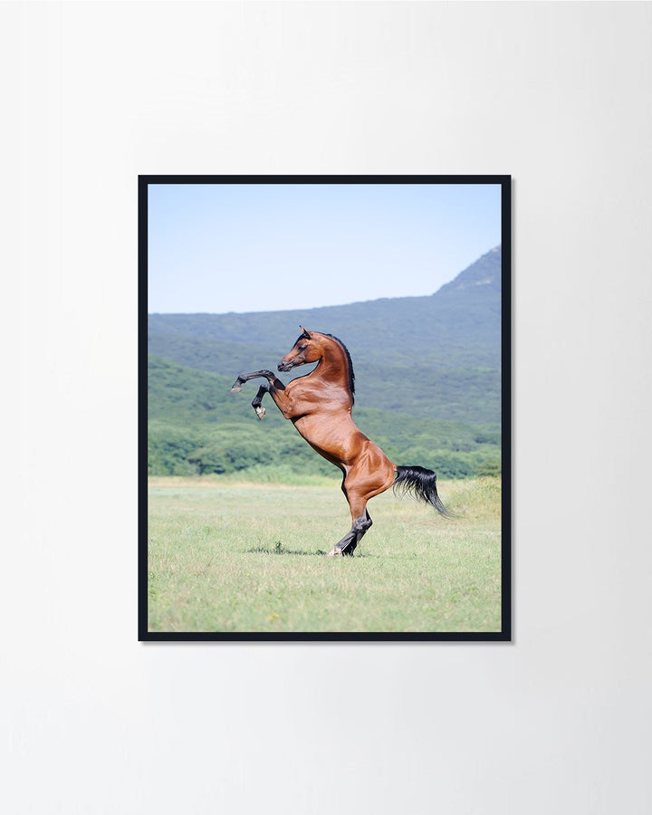 arabian horse rearing