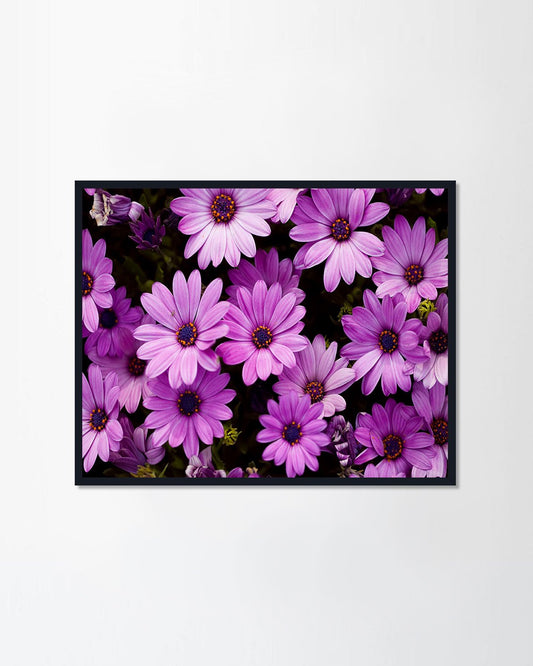 flower from the field