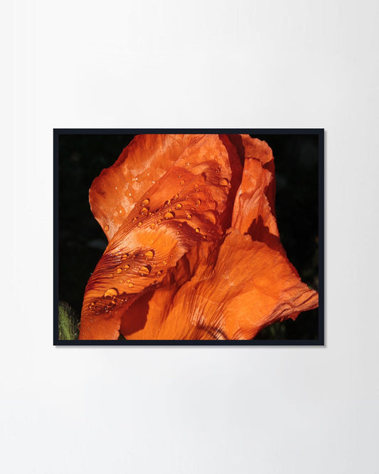 Poppy flower after rain.