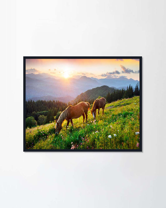 Wild horses like mustangs graze