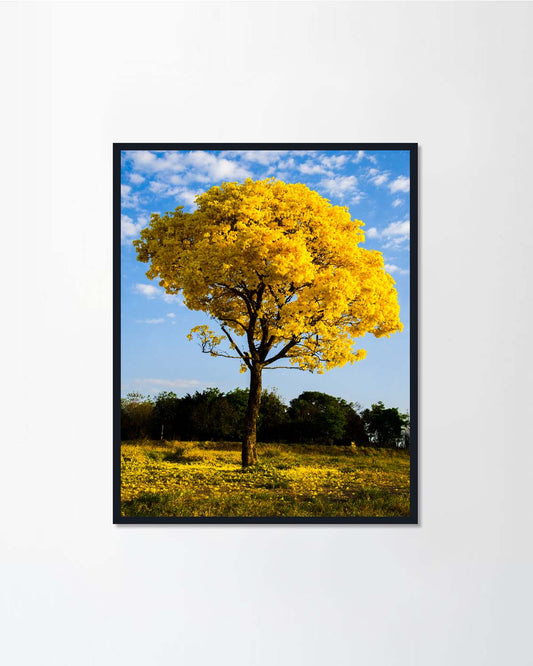 flowery ipe tree