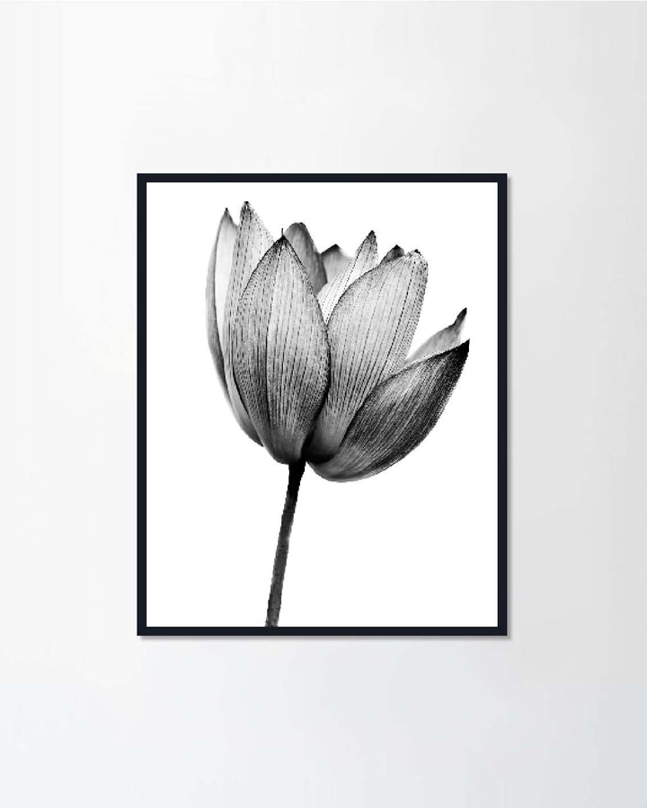 black lotus