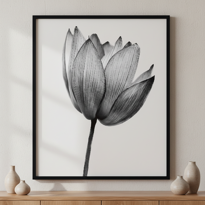 black lotus ภาพติดผังสไตล์ธรรมชาติ สำหรับตกแต่งบ้านและคอนโด พร้อมกรอบคุณภาพ