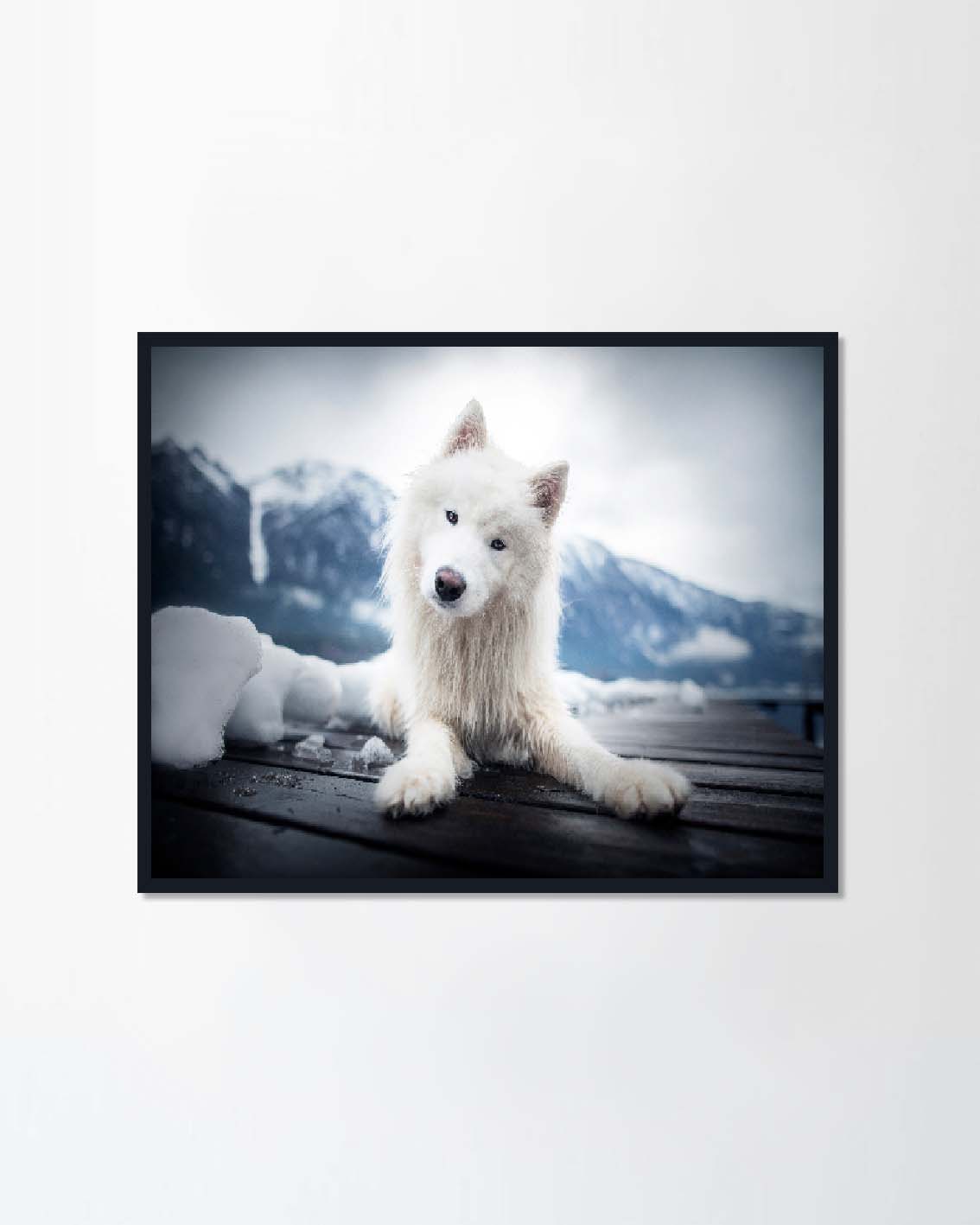 Samoyed in beautiful