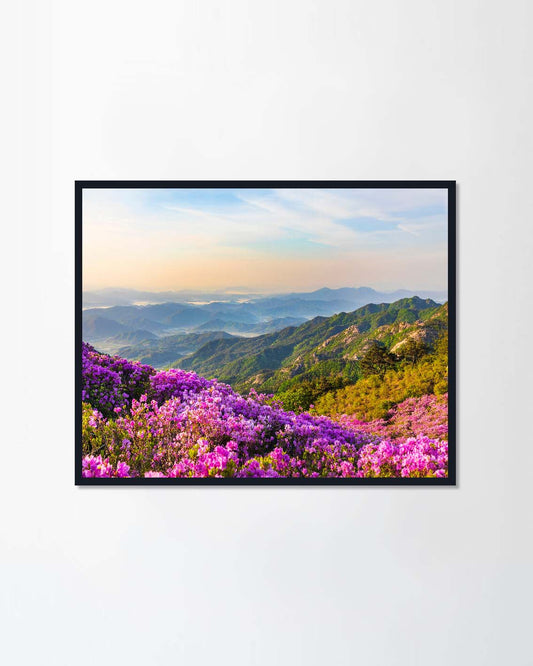 Pink azaleas bloom (Canvas)