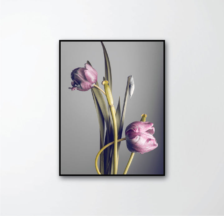 two tulips and foliage