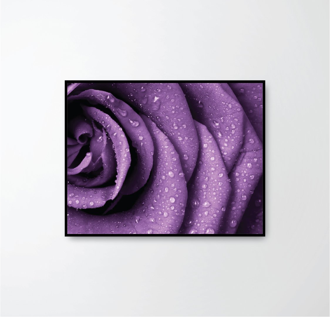purple rose petals