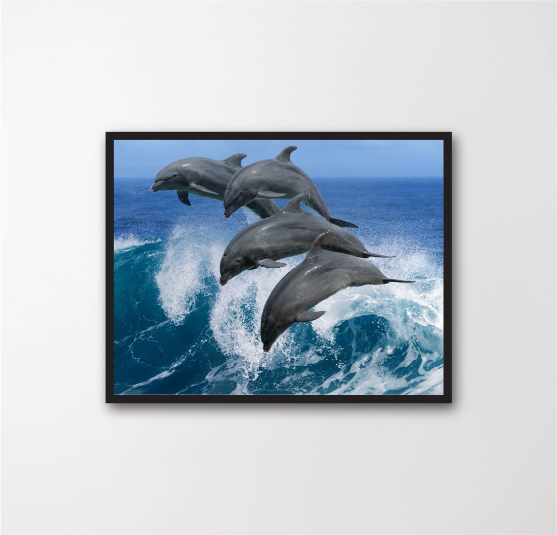 four dolphins