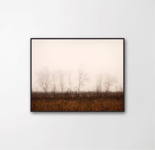 Foggy landscape