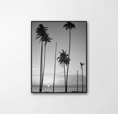 Coconut Palm trees
