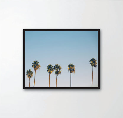 Tree Palm