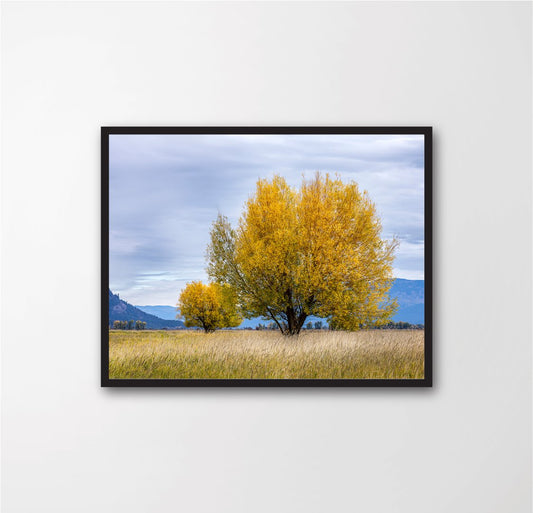A tree in the foreground and one in the background