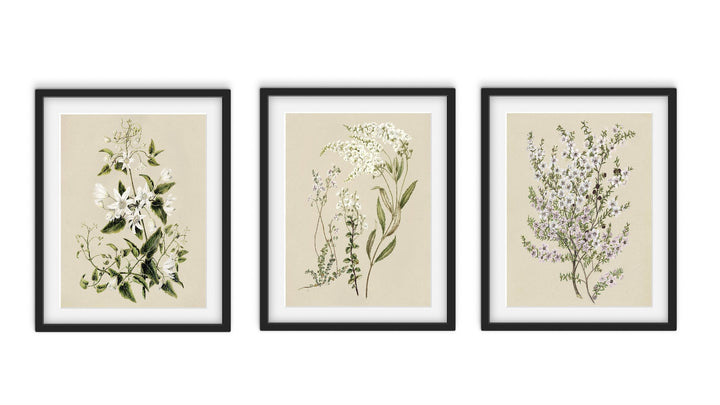 Minimal Meadow (3 ภาพ)