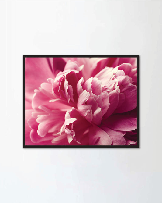 Beautiful pink peony flower
