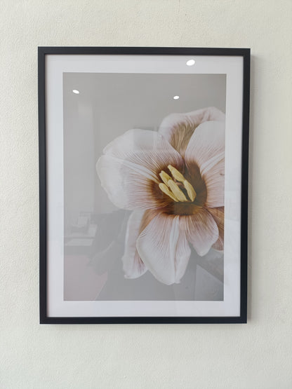 Brownie tulip flower