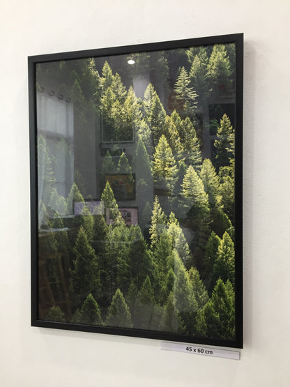 Trees in the forest in the Spring in Tahoe National