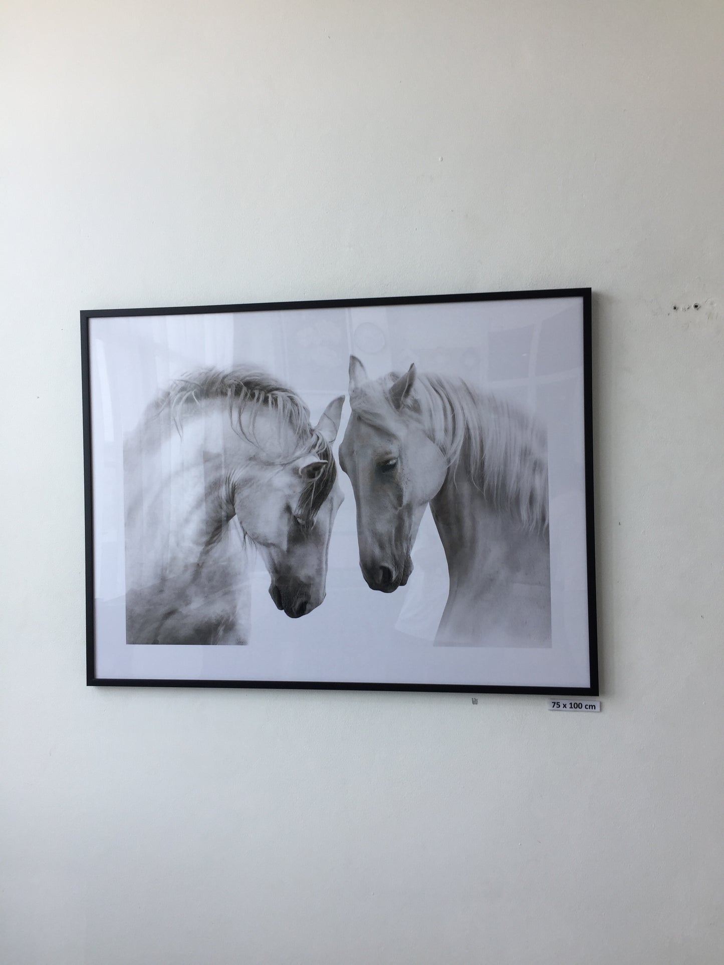 Couple of white horses
