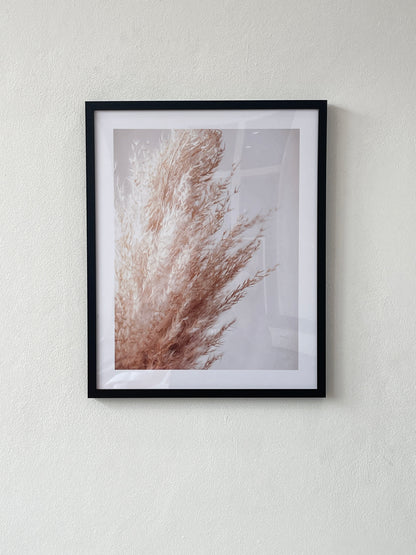 Pampas grass