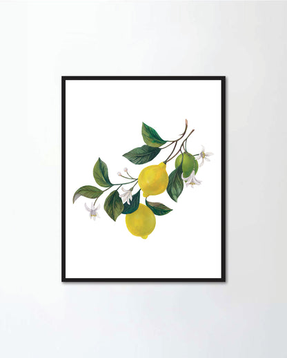 lemons leaves I