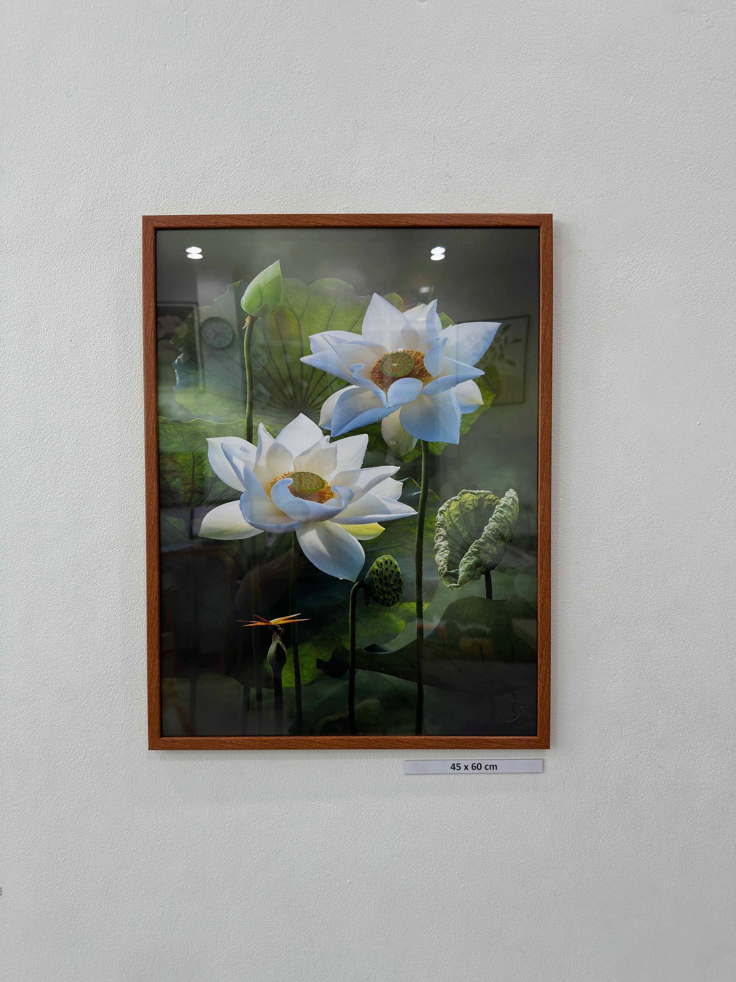 Pure white lotus flower