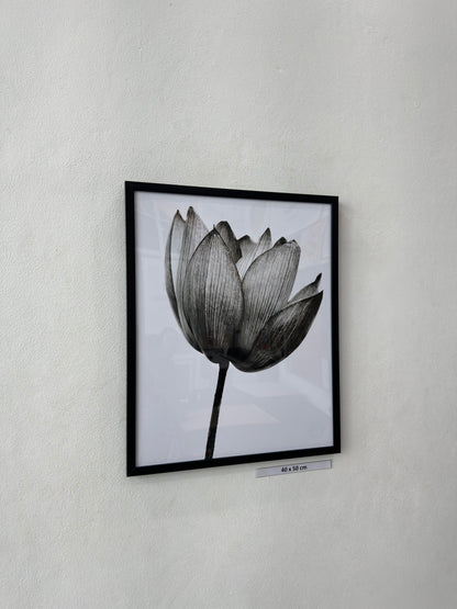 black lotus